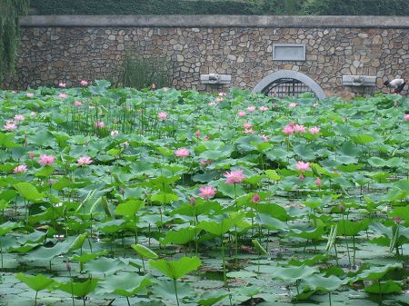 颐和园东侧荷花池.jpg