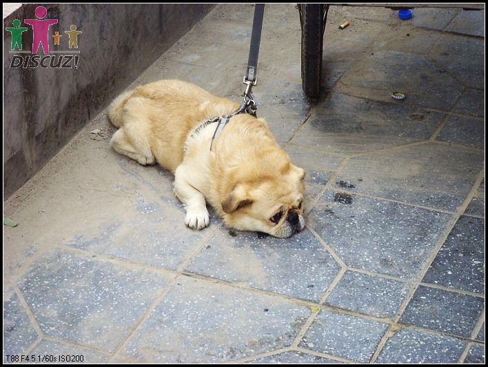 集合前去了庆丰，在门口看到小狗一只～