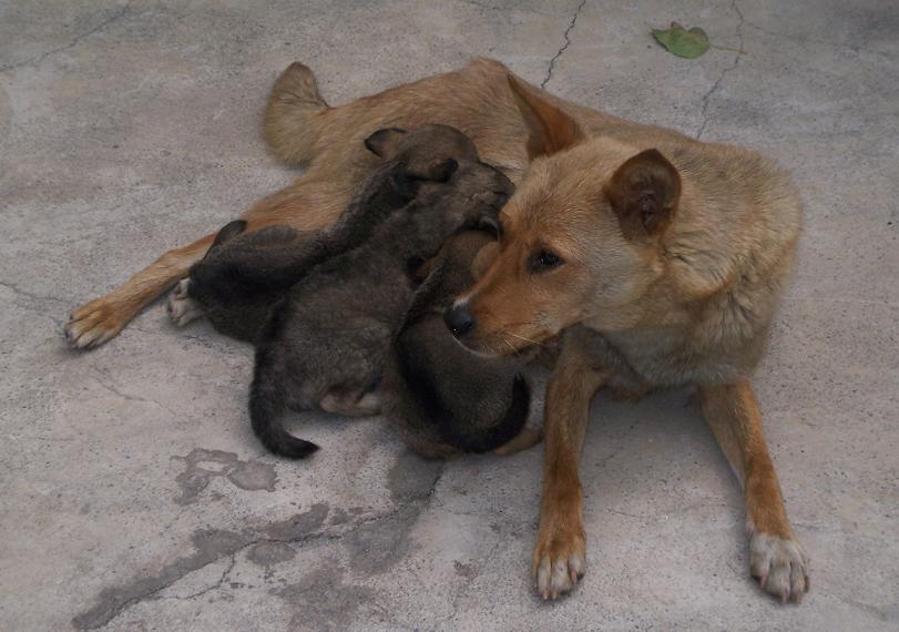 狗妈妈在喂奶，三个小狗，好可爱