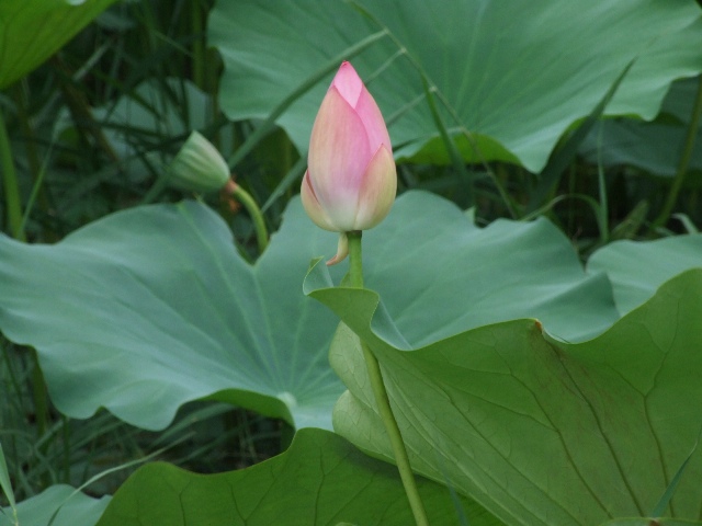 小荷才露尖尖角