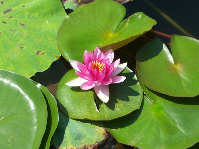 为了这朵荷花的拍摄权，我和晴天差点pk一把