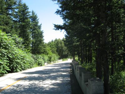 20 难得有这样的树荫路.jpg