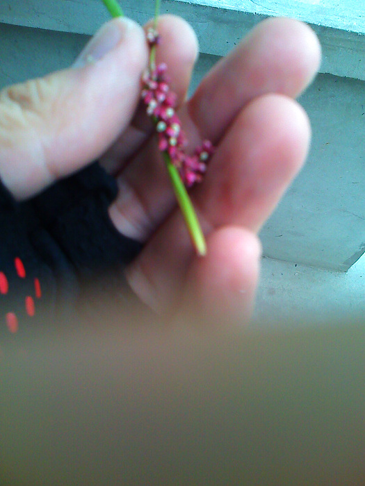 玫瑰园摘得这是啥？玫瑰的幼虫咩？