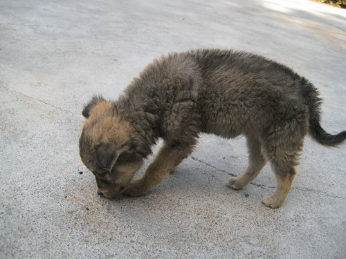 “小家伙”全身照