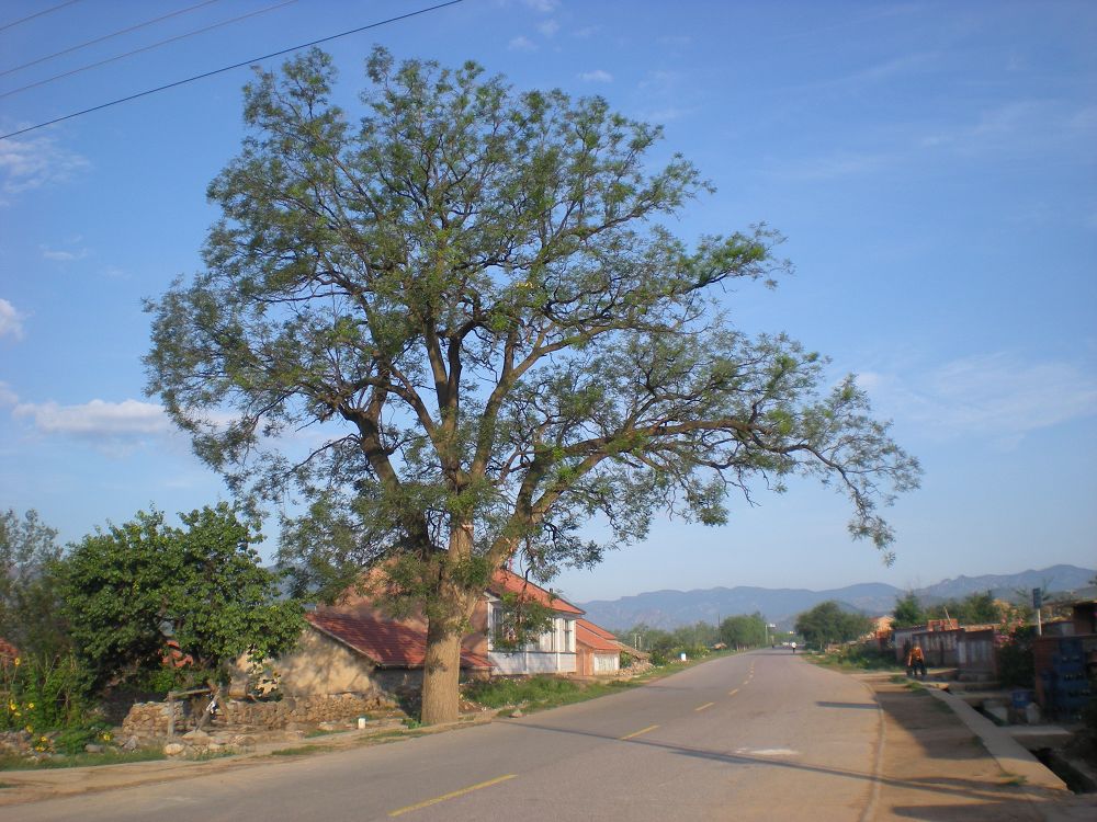 D3-6 大树_nEO_IMG.jpg