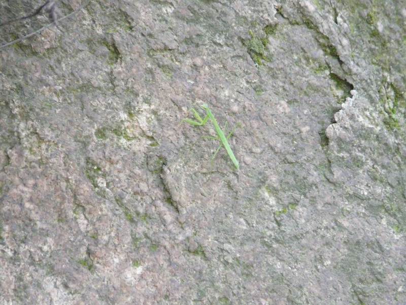 调整大小 调整大小 P1000982.JPG