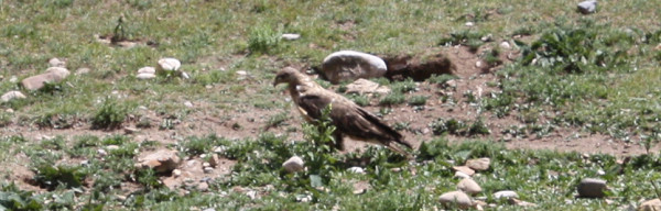 路边发现一只鹰，远看还以为是块石头，等我靠近想拍个近景时，跑了，展翅的刹那很有气势，可惜没拍出效果 ... ... ... ...