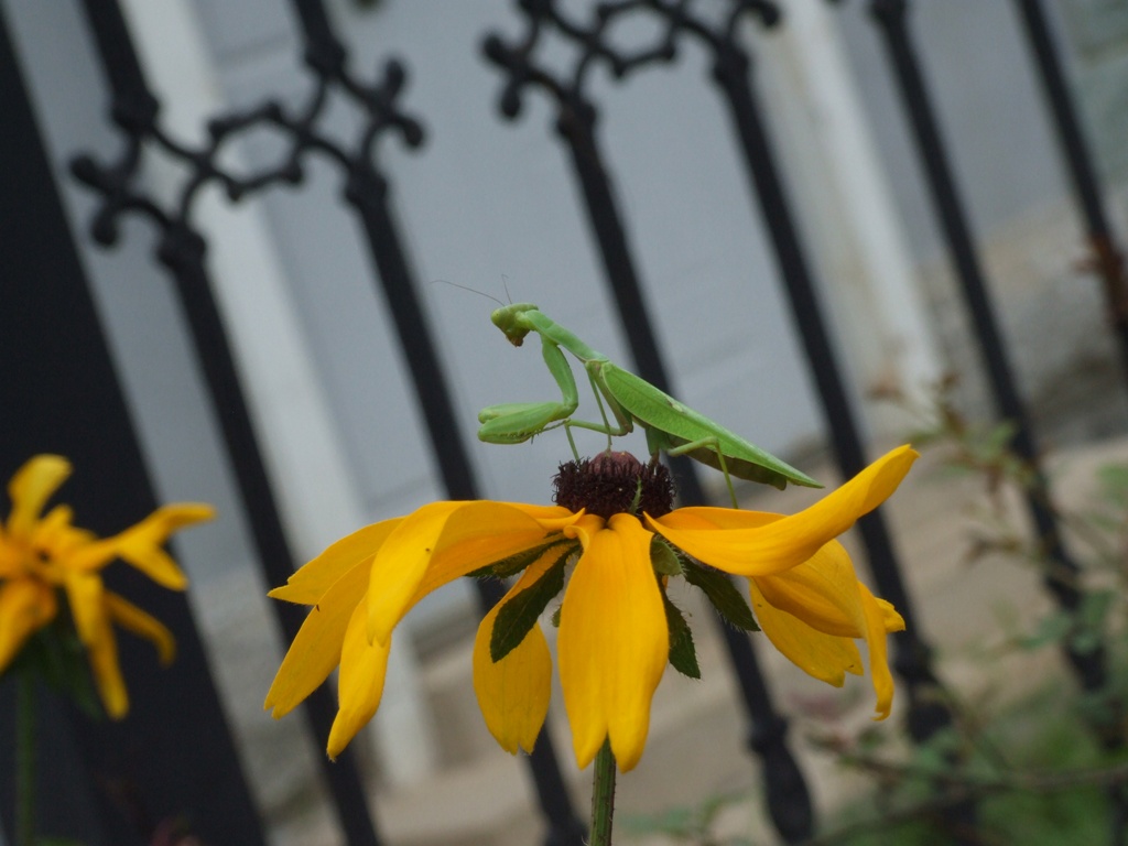 有本事你照我正脸儿啊？偶螳螂在此，黄雀哪里去了？