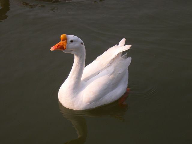 白毛浮绿水，红掌拨清波