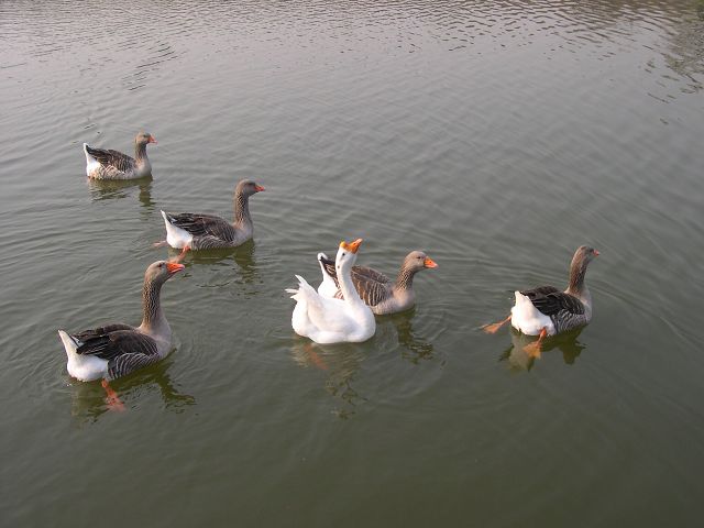 鹅鹅鹅，曲项向天歌