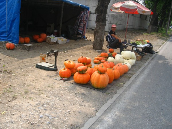 大窝瓜 还是 大南瓜  总之是很大