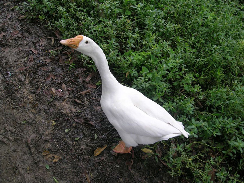 鹅.JPG