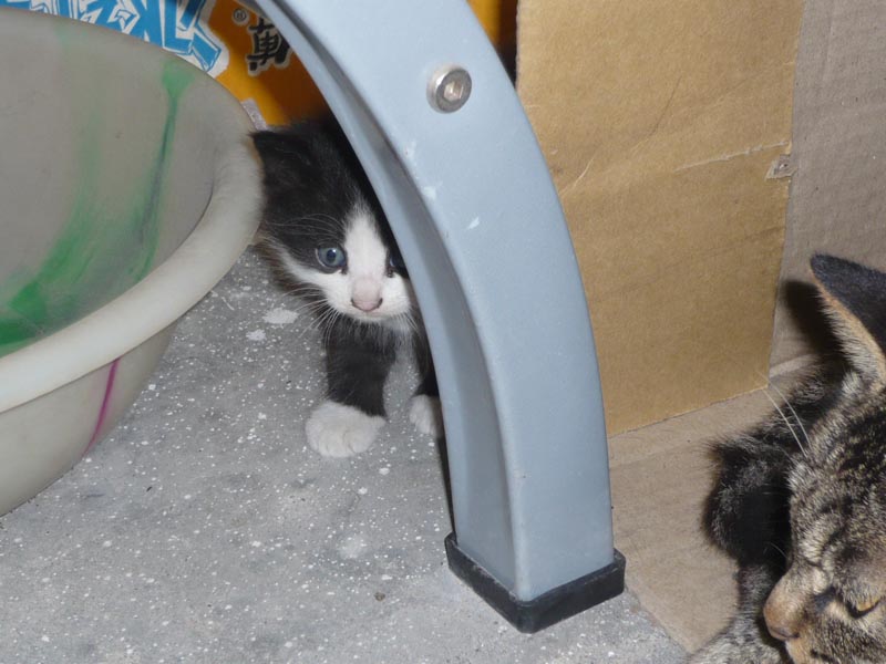 农家院的小可爱