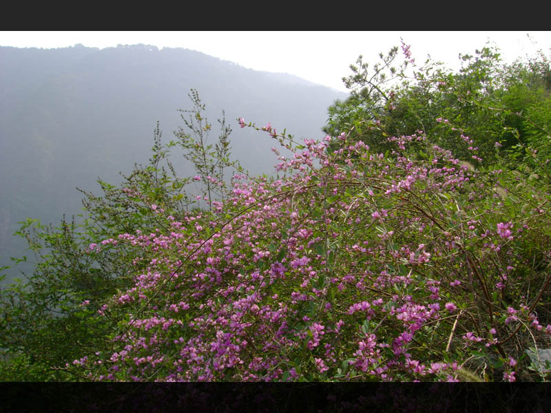 桃花？依旧笑春风（秋风）