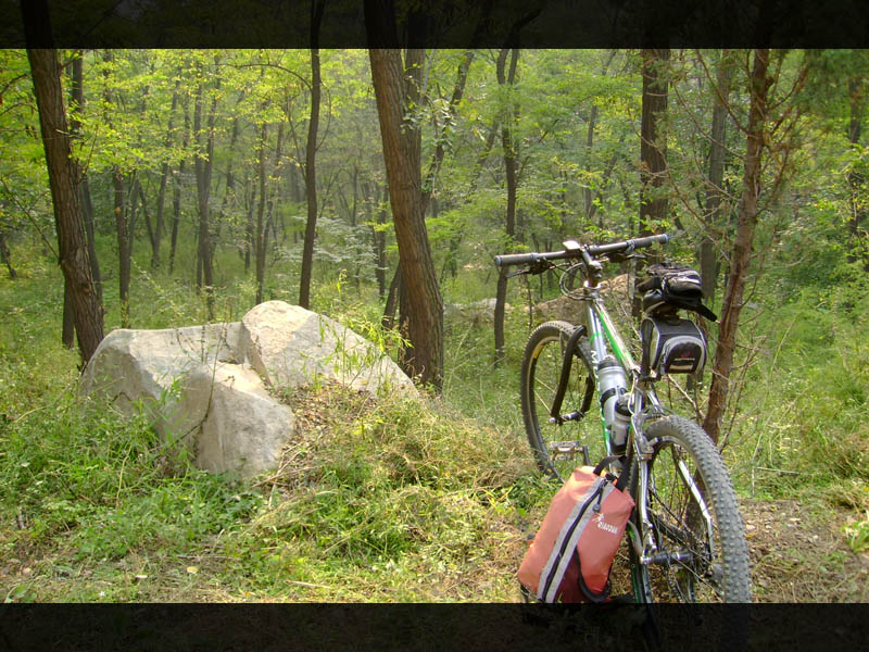 静谧的树林，停车