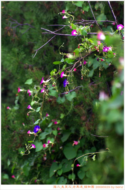 鬼笑石的喇叭花