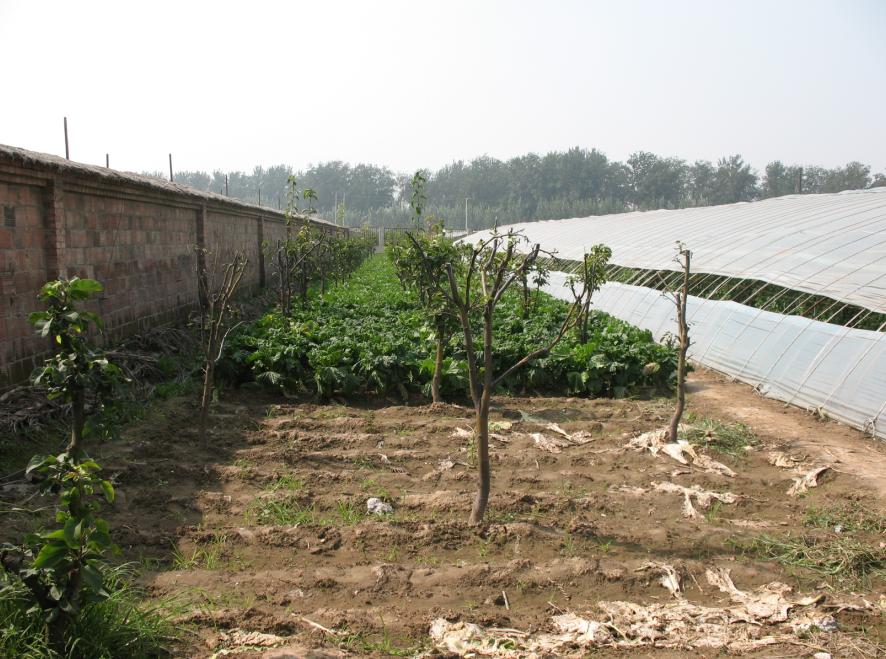 其中一个蔬菜大棚外的菜地