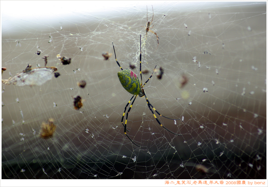 海二门口的chong儿