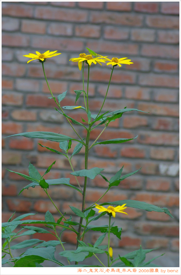 海二门口的花儿_2