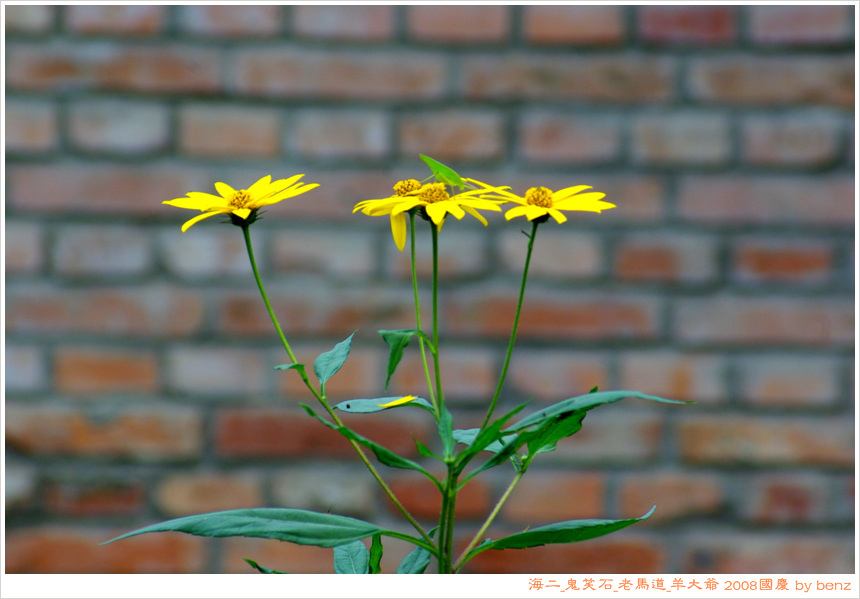 海二门口的花儿