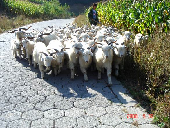 调整大小 1890385943589437244.jpg