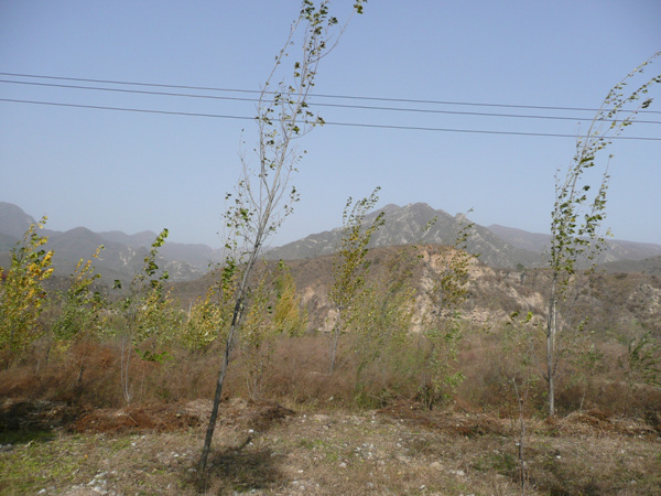 正被风婆婆问候的小树~~