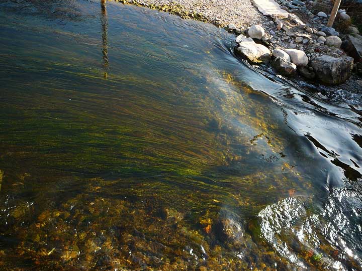 水草在水里轻轻游动