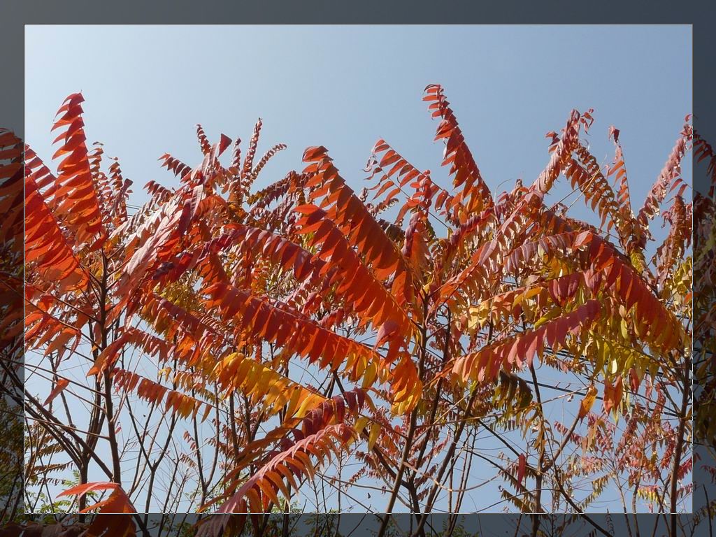 调整大小 P1020906.JPG