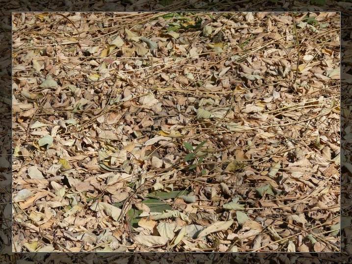 调整大小 P1020897.JPG