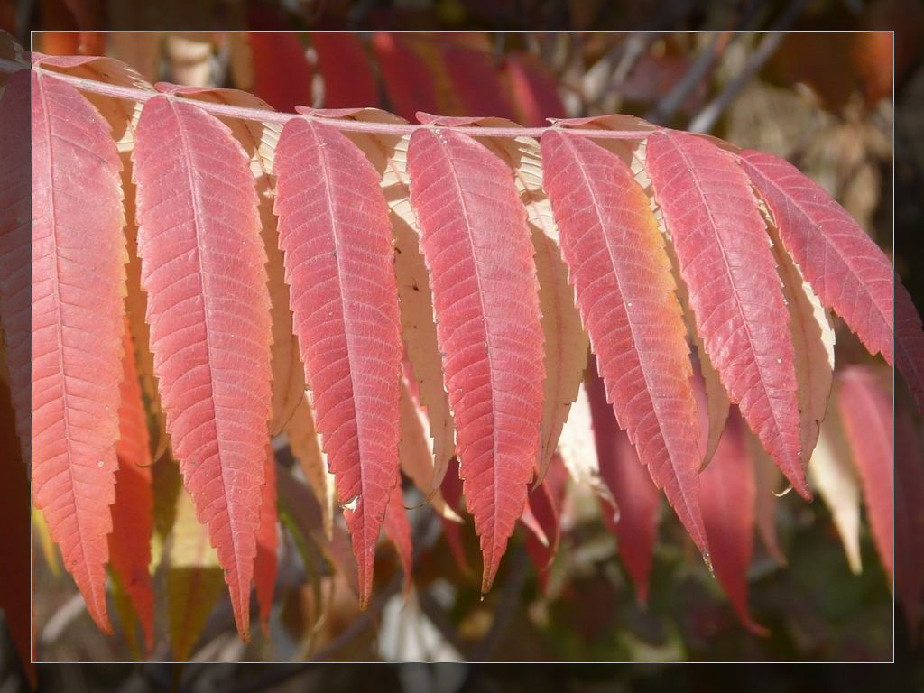 调整大小 P1020907.JPG