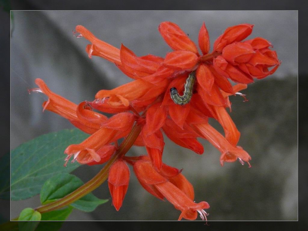 调整大小 P1020935.JPG