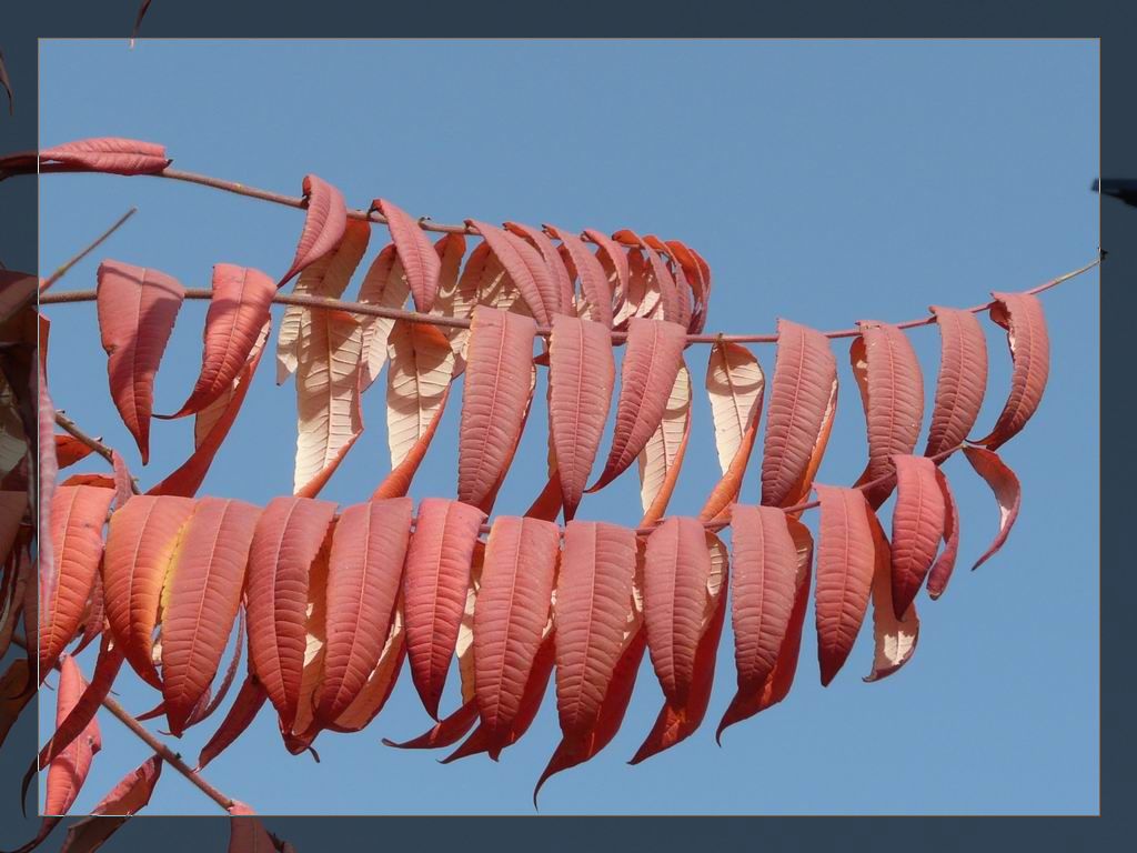 调整大小 P1020904.JPG