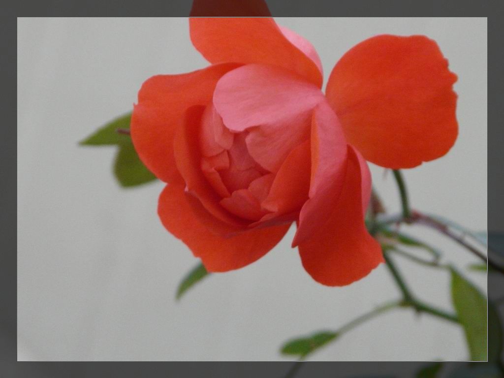 调整大小 P1020937.JPG