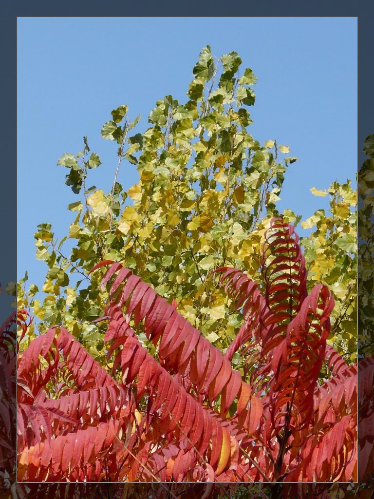 调整大小 P1020910.JPG