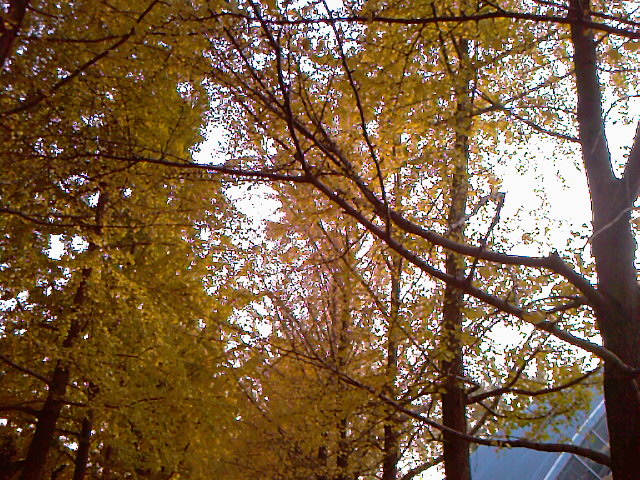 三里河的银杏黄了