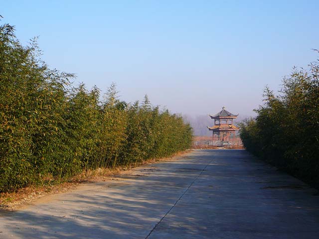 路边的竹林与亭子