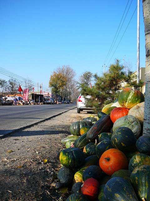 去流村的昌流路上，很可爱的大南瓜