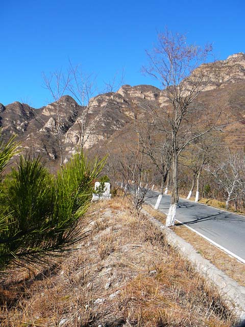 树叶几乎都掉光了，路边都是树叶，只有万年青依旧