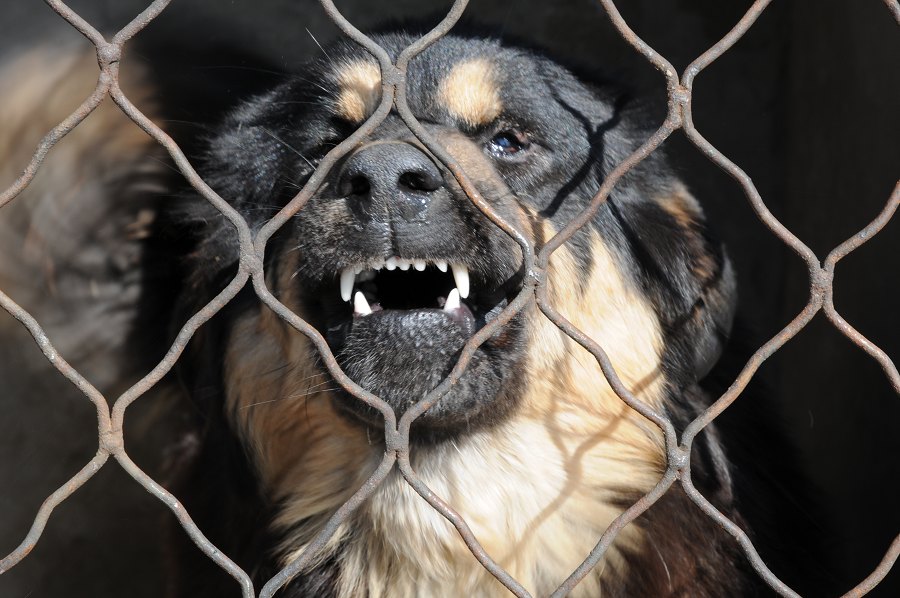 望京楼上的可爱小藏獒