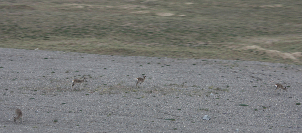 火车上看到藏羚羊