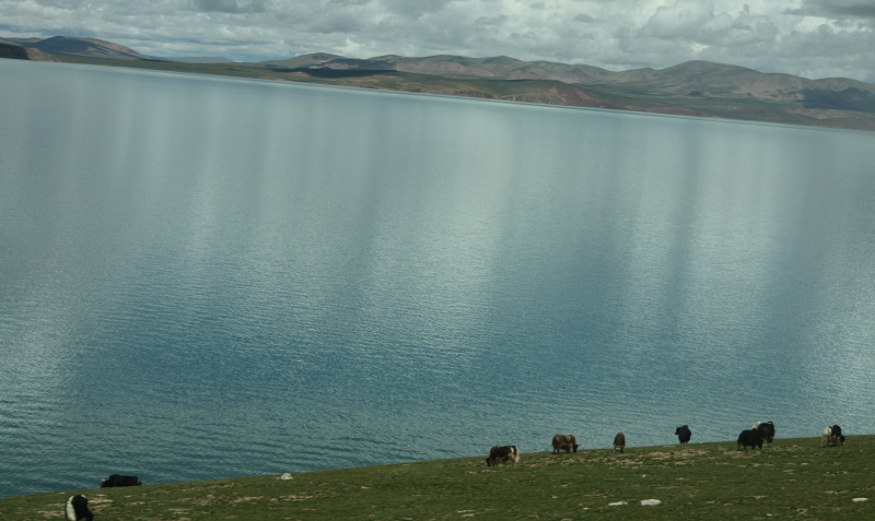 错拉湖边的牦牛.JPG