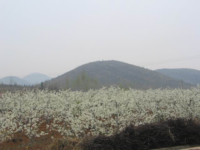 千树万树梨花开