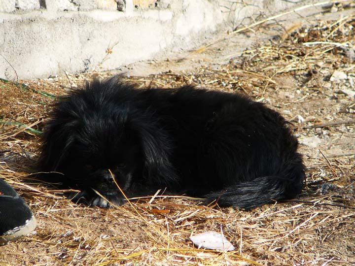 陪伴看山老人的忠诚的狗狗