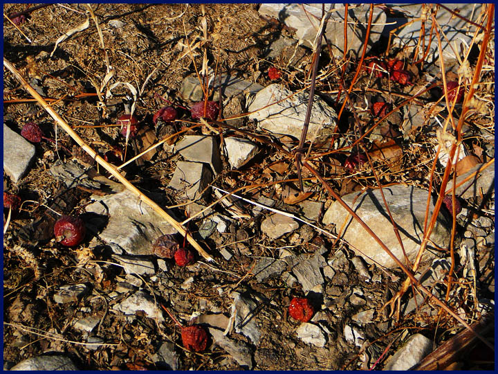 山里红都是自己落到地上风干成这样的，太多了，没人捡。