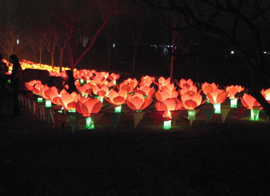 荷花灯.jpg