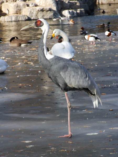 调整大小 金鸟独立.jpg