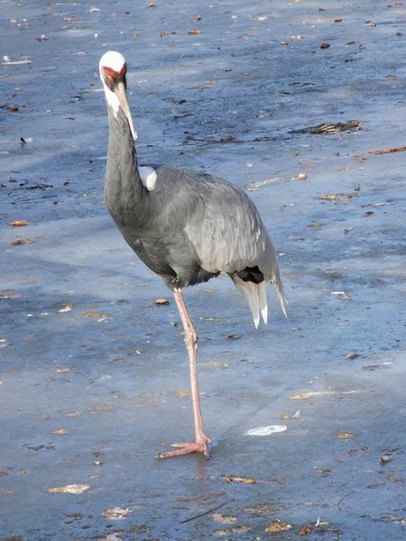 调整大小 独自等待.jpg