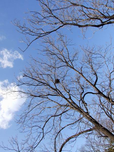 调整大小 鸟巢.jpg