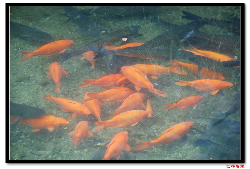 荷包鱼.jpg