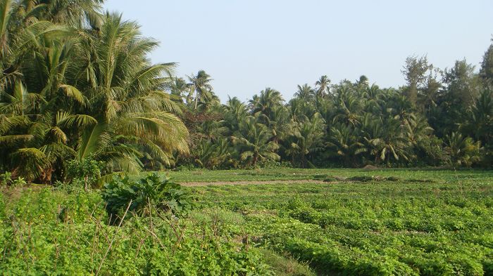 nEO_IMG_2009海南游 019.jpg